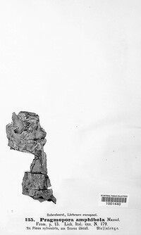 Pragmopora amphibola image